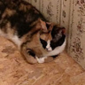 Meet your Posher, Steven